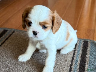 Cavalier King Charles Spaniel dogs Cavalier King Charles Spaniel Puppy 2 - Ad 4