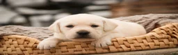 Labrador Retriever dogs for sale: Shebah - Ad 2