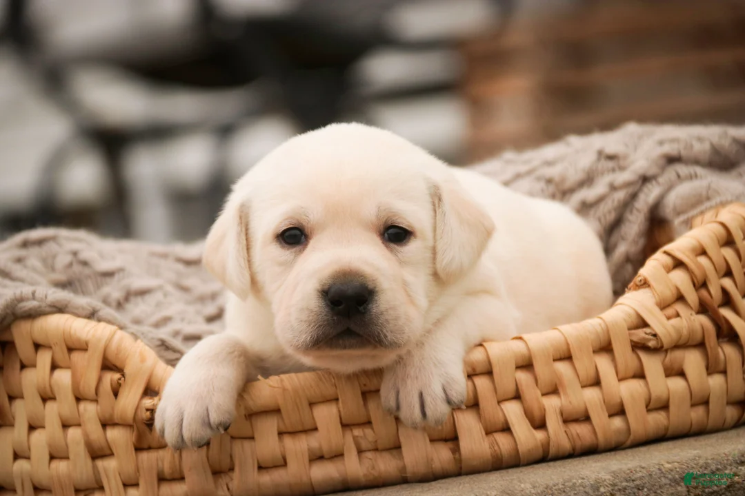Labrador Retriever dogs for sale: Shebah - Ad 2