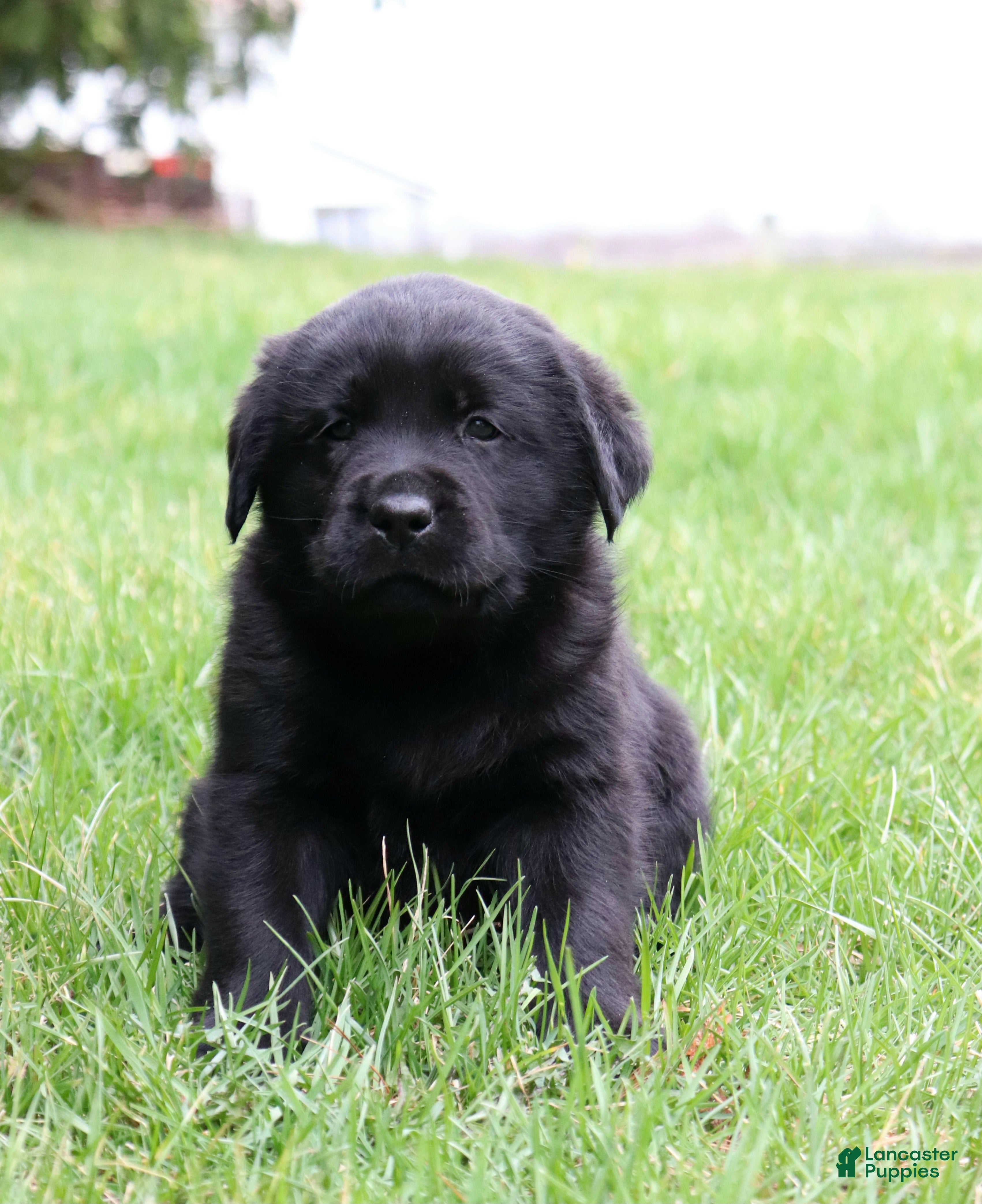 Labrador Retriever dogs Milo - Ad 2