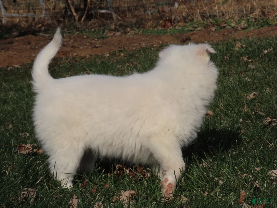 American Eskimo dogs for sale: Zipper  - Ad 2