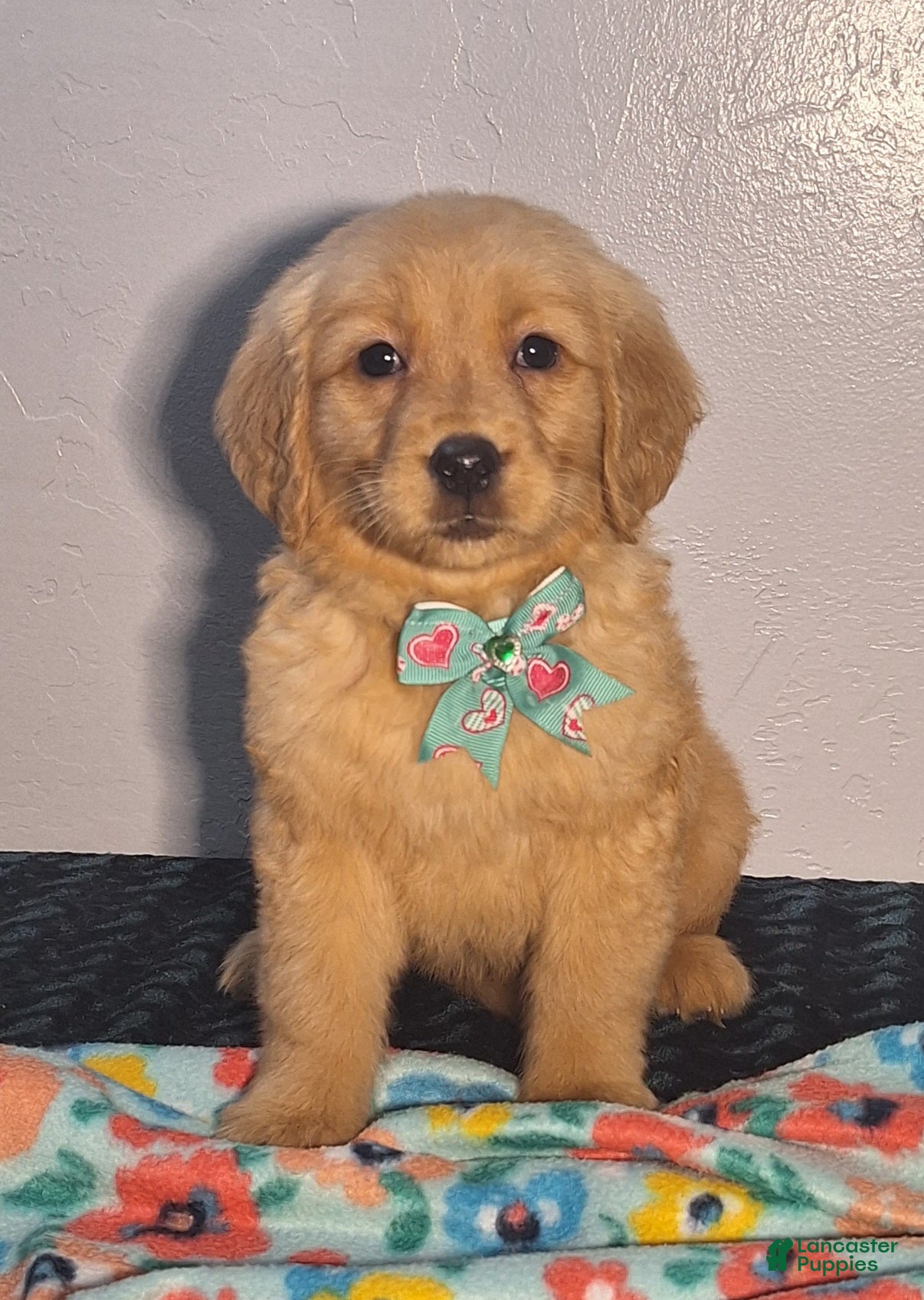 Golden Retriever dogs Tessa - Ad 1