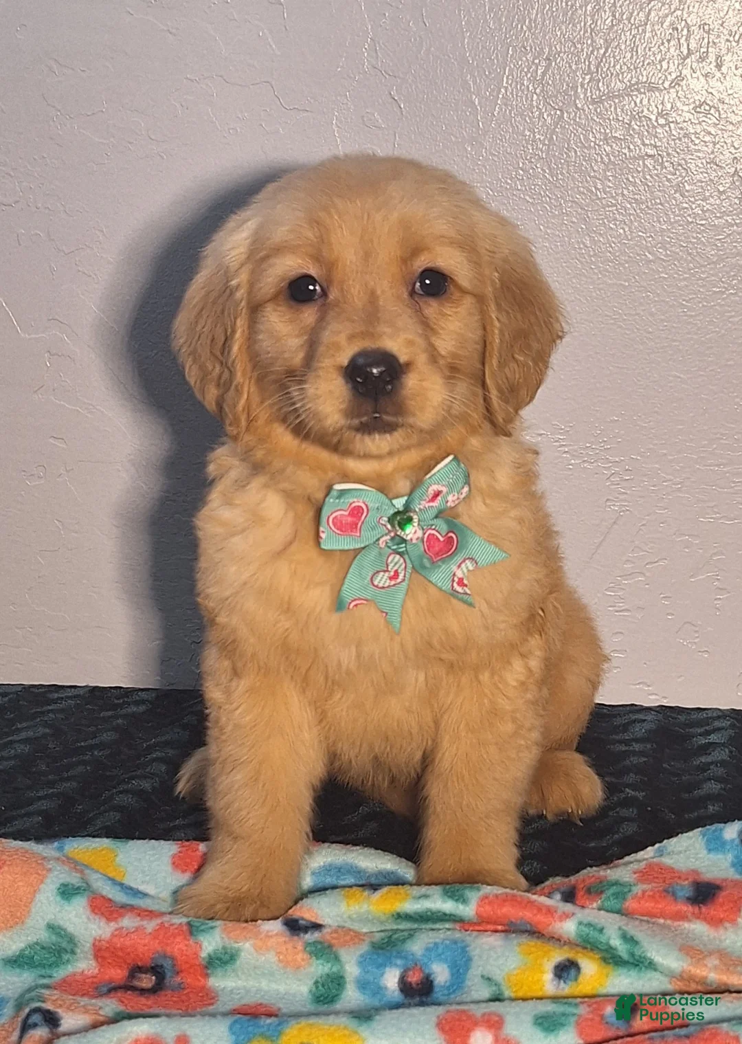 Golden Retriever dogs for sale: Tessa - Ad 1