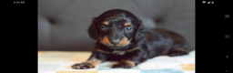 Miniature Dachshund dogs for sale: Miniature Dachshund Puppy 2 - Ad 5