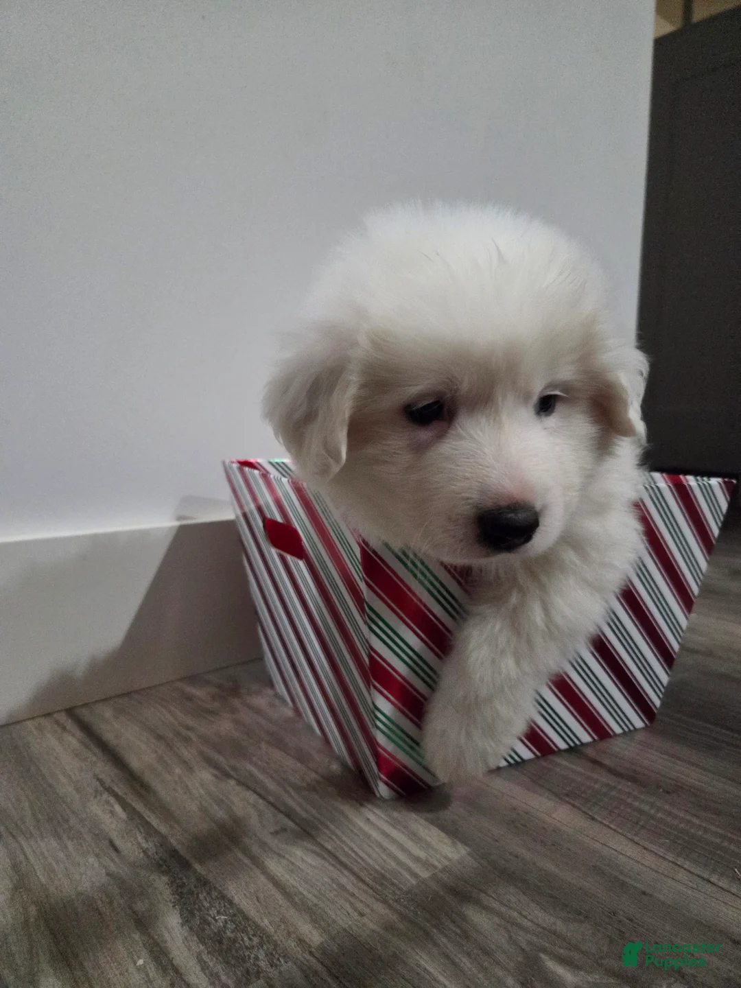 Great Pyrenees dogs for sale: Polar - Ad 10