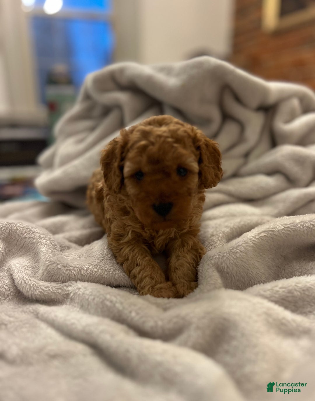 Toy Poodle dogs for sale: Raphael - Ad 1