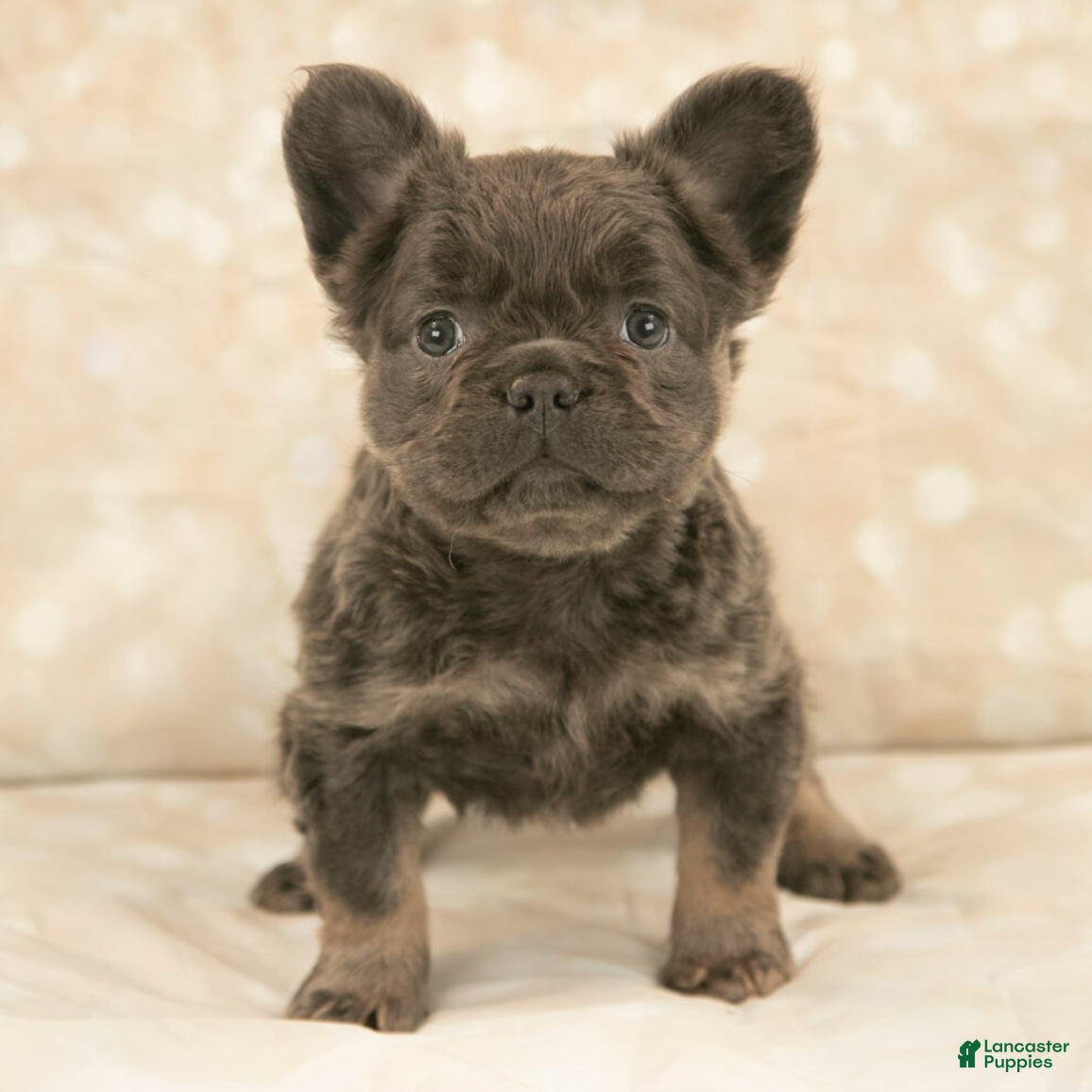 French Bulldog dogs Kodak Girl - Ad 2