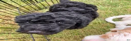 Labradoodle dogs for sale: Fiona - Ad 1