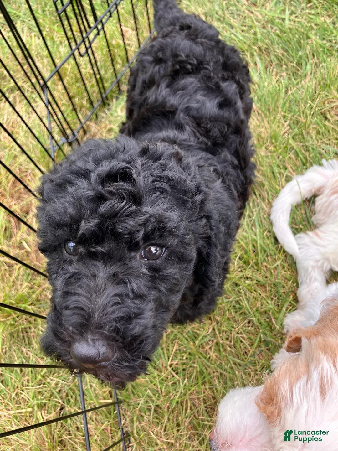 Labradoodle dogs for sale: Fiona - Ad 1