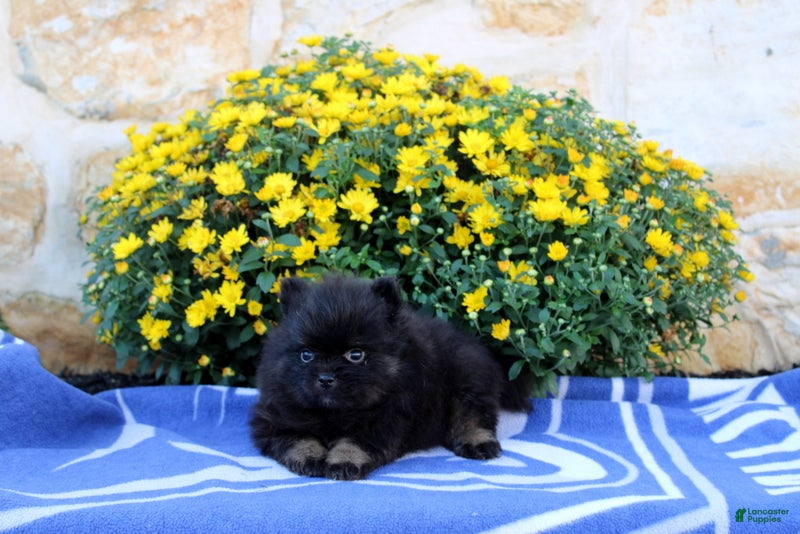 Pomeranian dogs Gomer - Ad 2