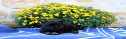 Pomeranian dogs for sale: Gomer - Ad 2