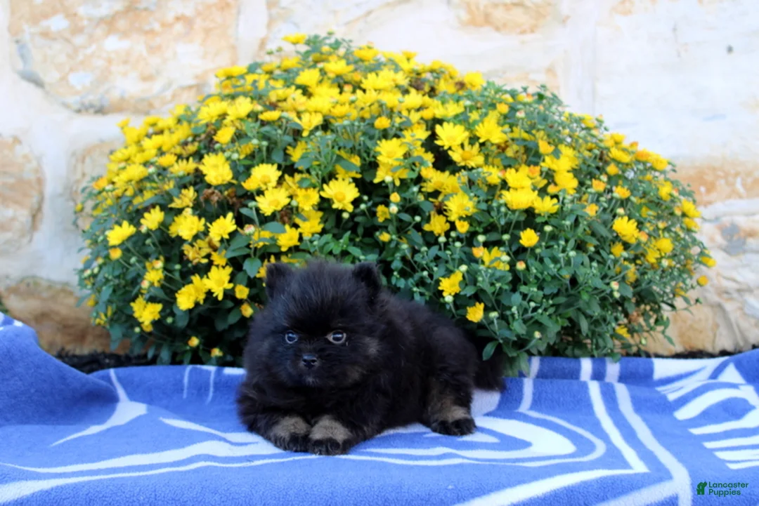 Pomeranian dogs for sale: Gomer - Ad 2