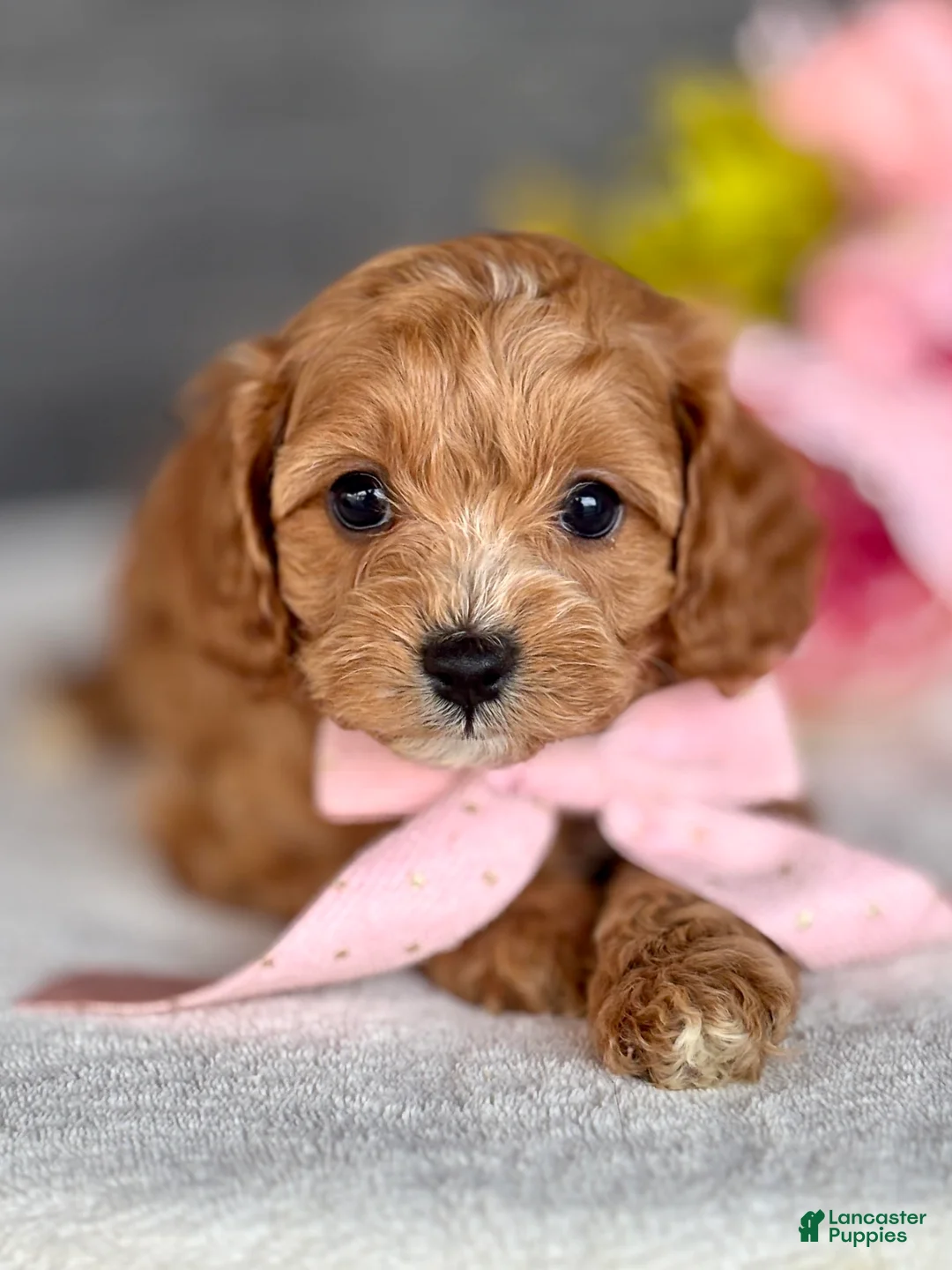 Cavapoo dogs for sale: Pippi Cavapoo Puppy  - Ad 2