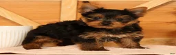 Yorkshire Terrier dogs for sale: Zane - Ad 7