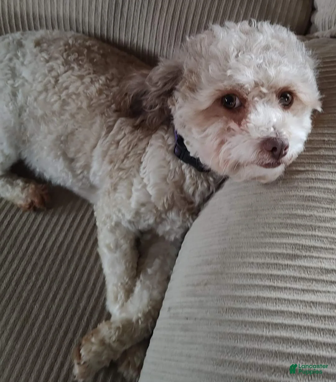 Mixed Breed dogs for sale: Willie - Ad 5