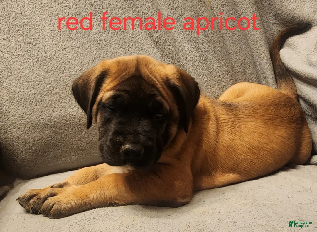 English Mastiff dogs for sale: English Mastiff Puppy 3 - Ad 2
