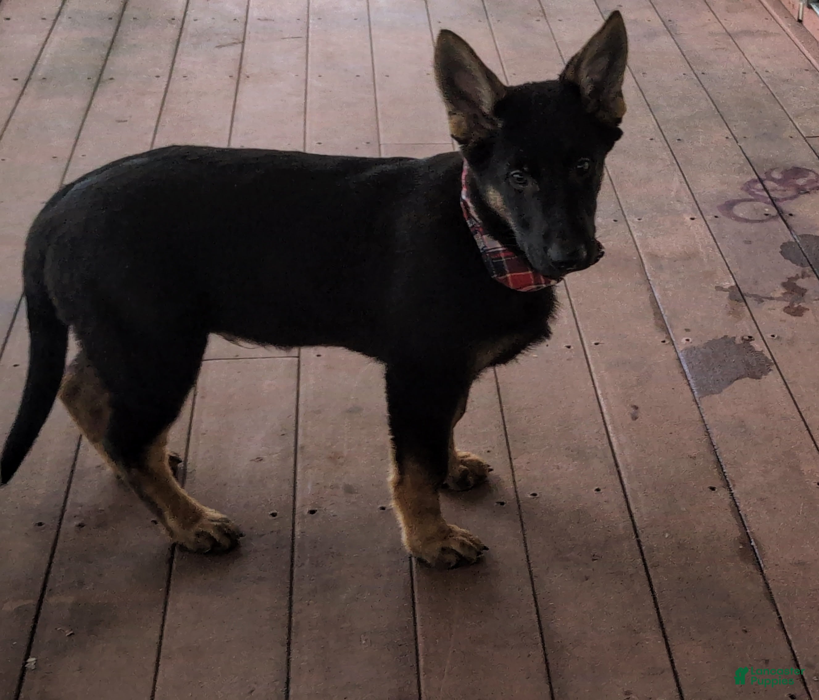 German Shepherd dogs Cassidy - Ad 1