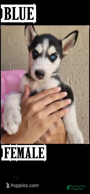 Siberian Husky dogs Blue - Ad 6