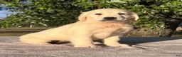 Golden Retriever dogs for sale: Becca - Ad 1