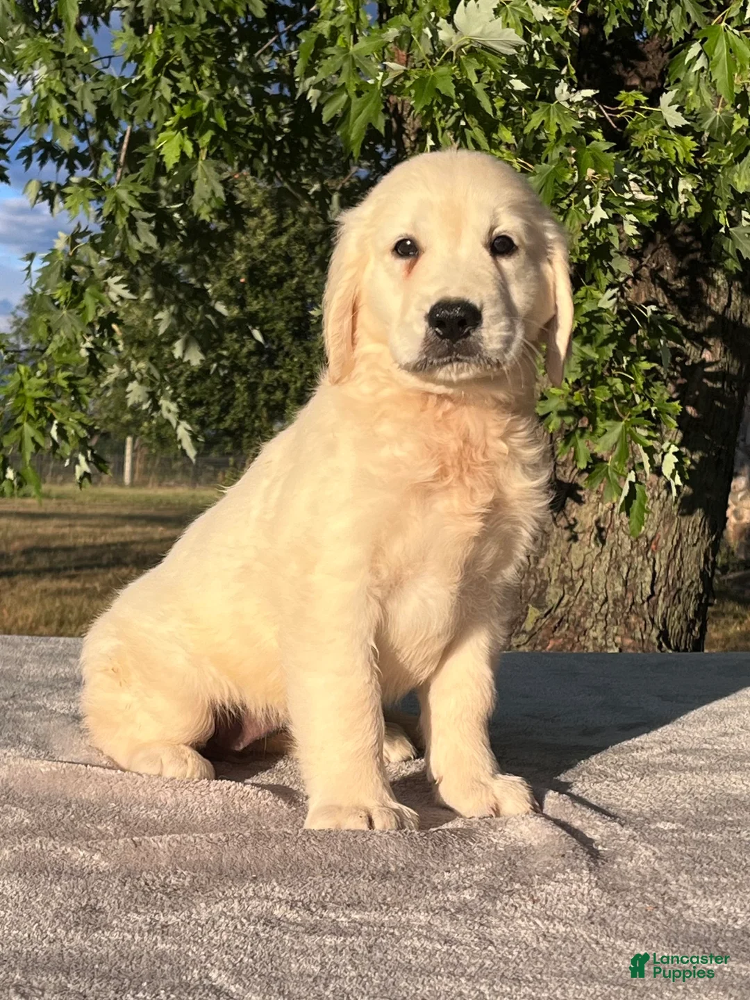 Golden Retriever dogs for sale: Becca - Ad 1