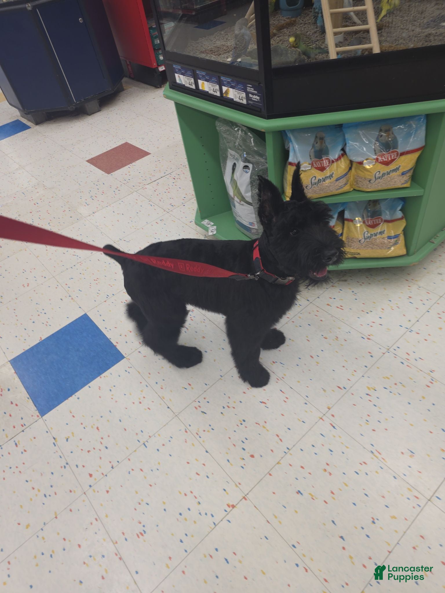 Giant Schnauzer dogs Giant Schnauzer ruby  - Ad 1