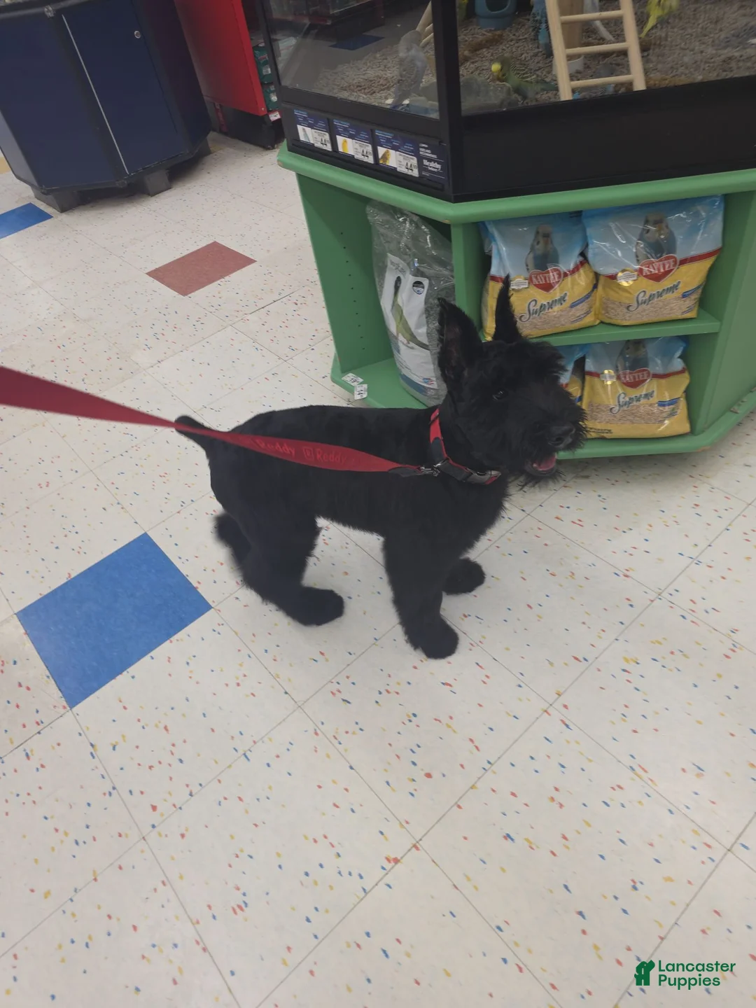 Giant Schnauzer dogs for sale: Giant Schnauzer ruby  - Ad 1