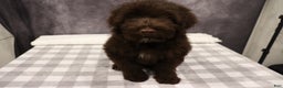 Portuguese Water Dog dogs for sale: Timmy - Ad 3