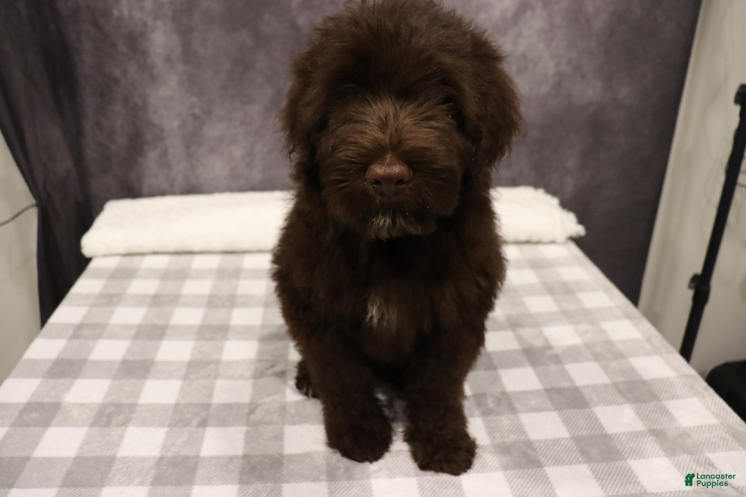 Portuguese Water Dog dogs for sale: Timmy - Ad 3