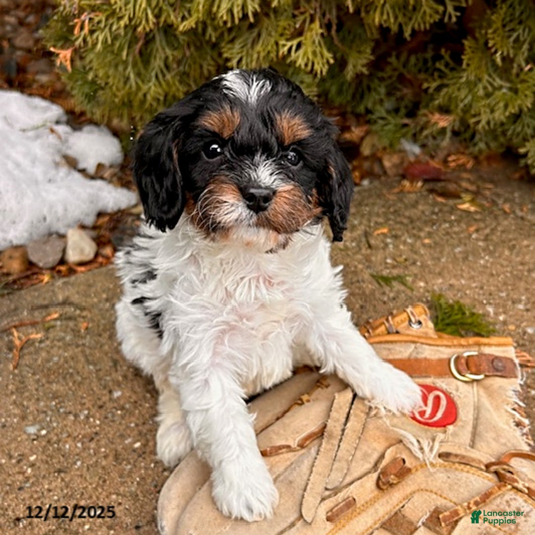 Cavapoo dogs for sale: Coconut - Ad 3