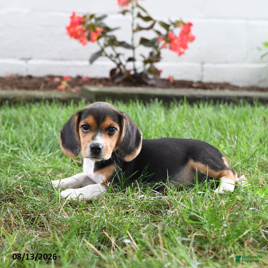 Beagle dogs Susie - Ad 2