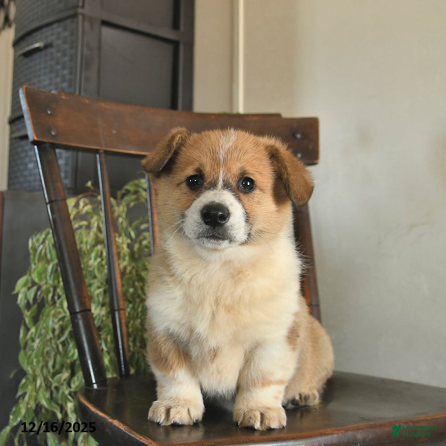 Welsh Corgi Pembroke dogs for sale: Madaline  - Ad 4