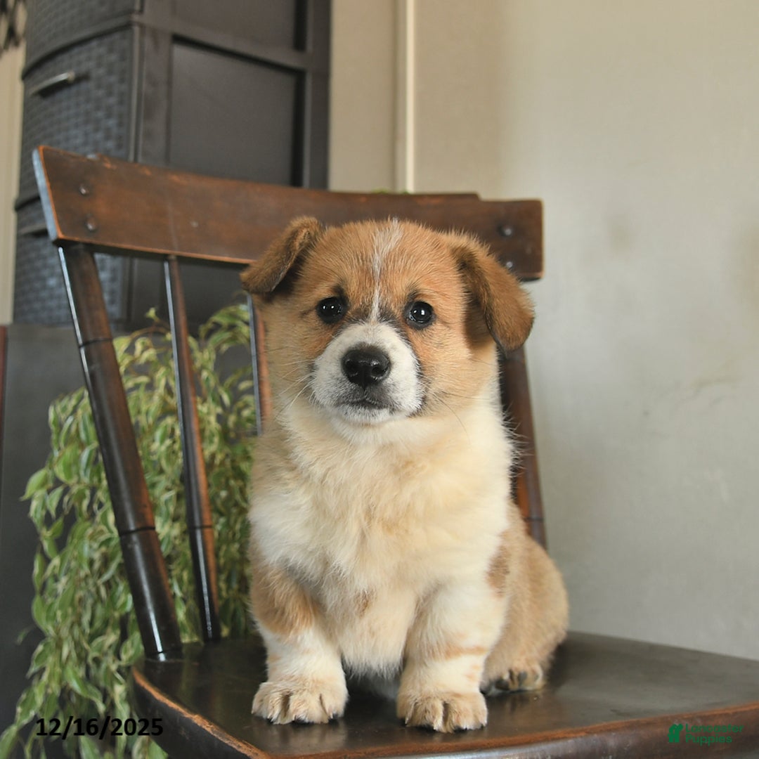 Welsh Corgi Pembroke dogs for sale: Madaline  - Ad 1