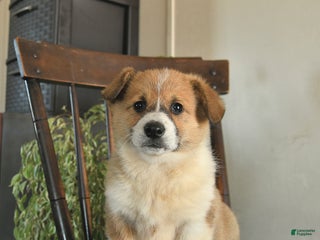 Welsh Corgi Pembroke dogs for sale: Madaline - Ad 4