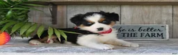 Australian Shepherd dogs for sale: Sparkey - Ad 4