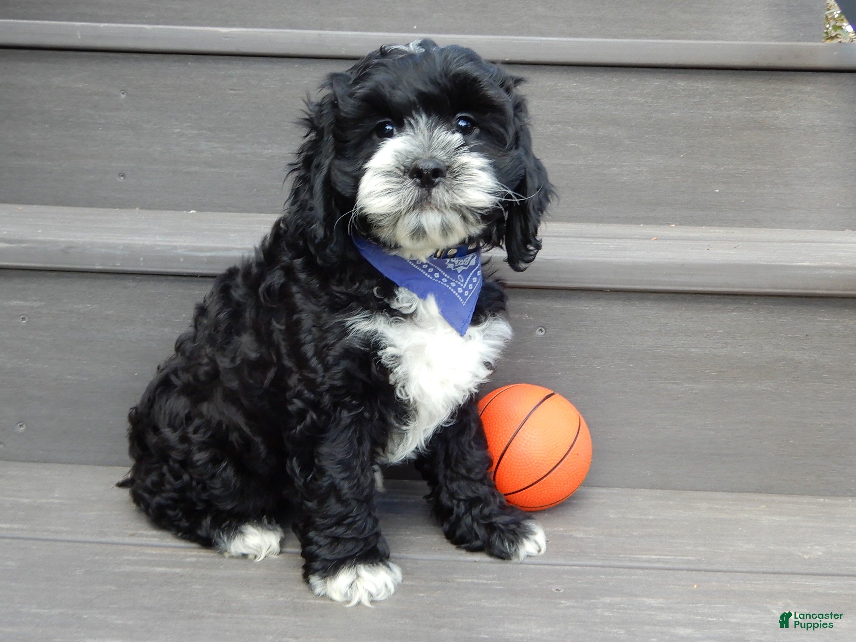 Cockapoo dogs for sale: Dakota - Ad 2