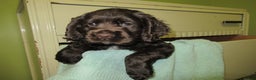 Cocker Spaniel dogs for sale: Bailey - Ad 1