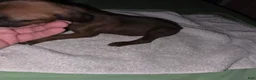 Redbone Coonhound dogs for sale: Redbone Coonhound 11(red) - Ad 6