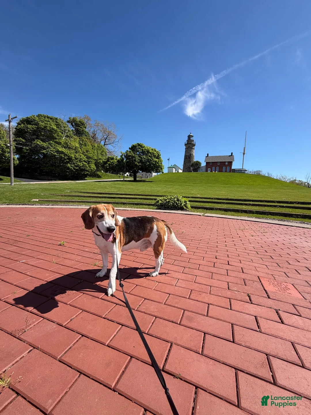 Beagle dogs for sale: Turbo - Ad 2