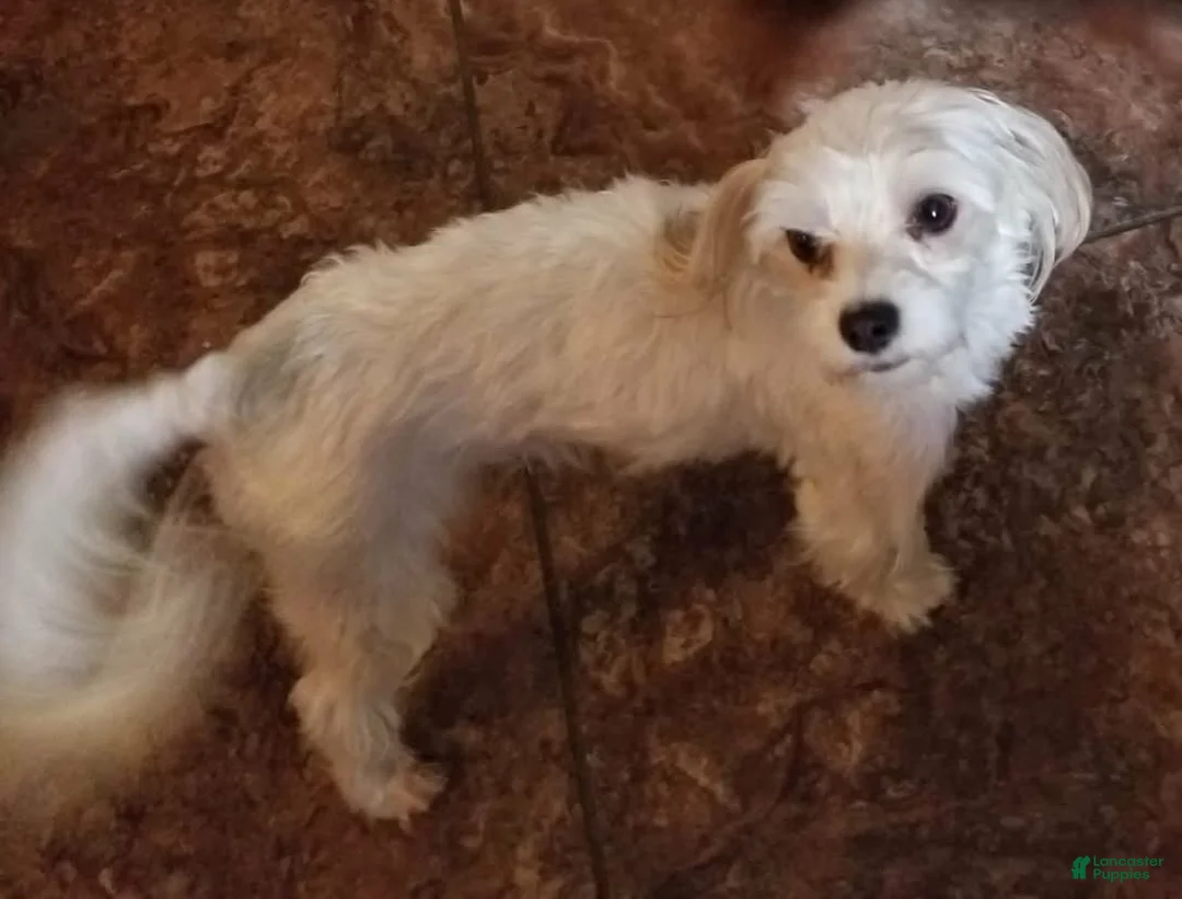 Morkie dogs for sale: Morkie Puppy 2 - Ad 12