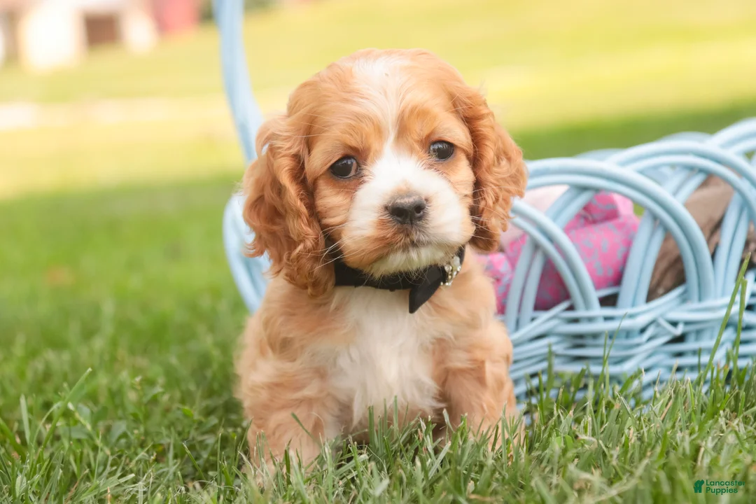 Cocker Spaniel dogs for sale: April Cocker Spaniel  - Ad 1
