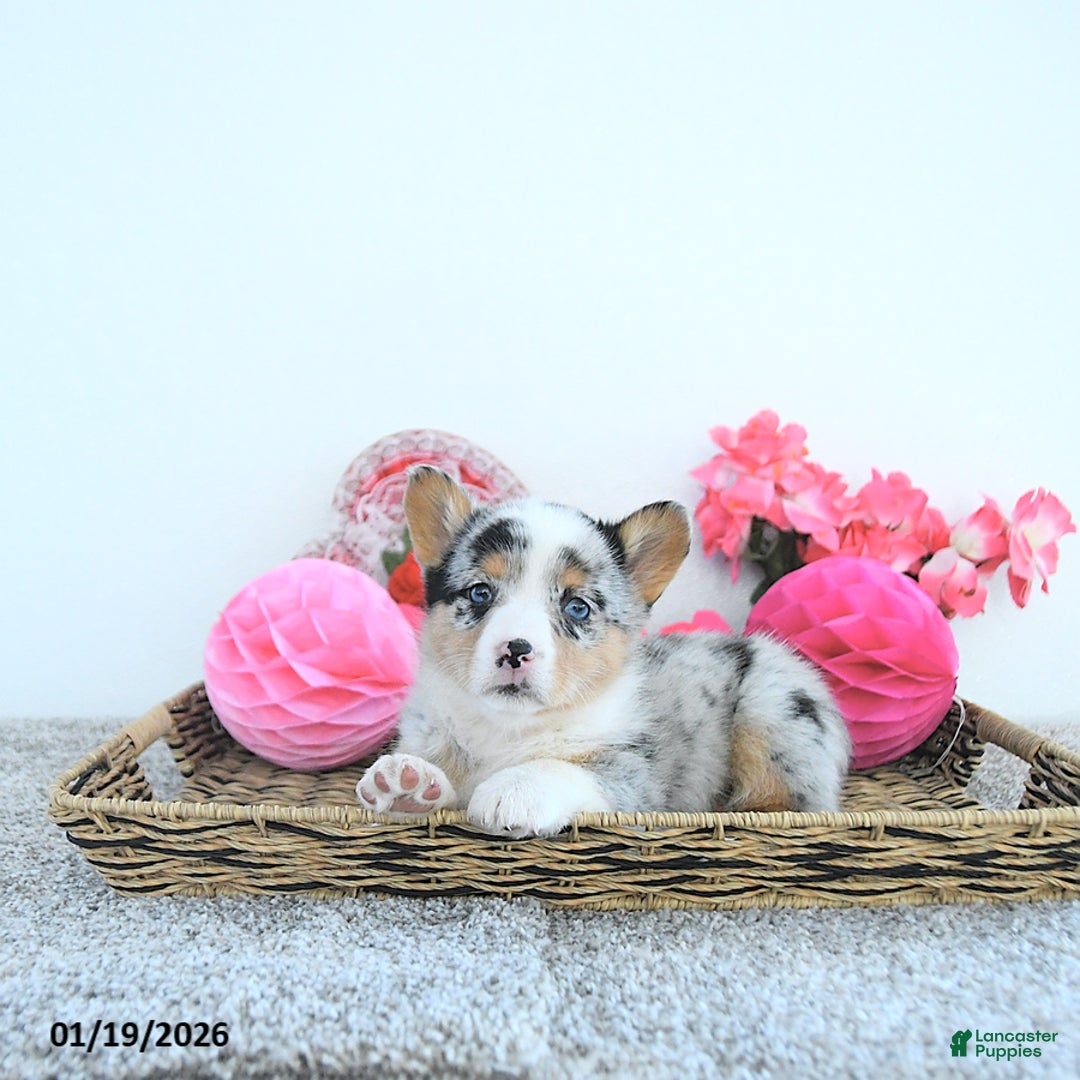 Welsh Corgi Pembroke dogs for sale: Lacy - Ad 2