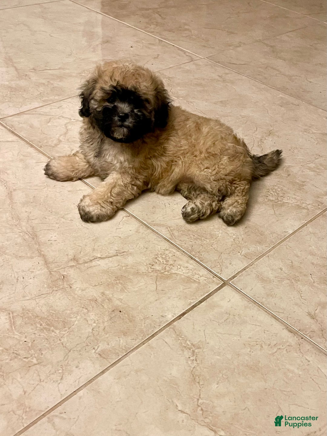 Shihpoo dogs for sale: Karli’s girl - Ad 1
