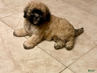 Shihpoo dogs Karli’s girl - Ad 3