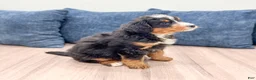 Mini Bernedoodle dogs for sale: Benji - Ad 4
