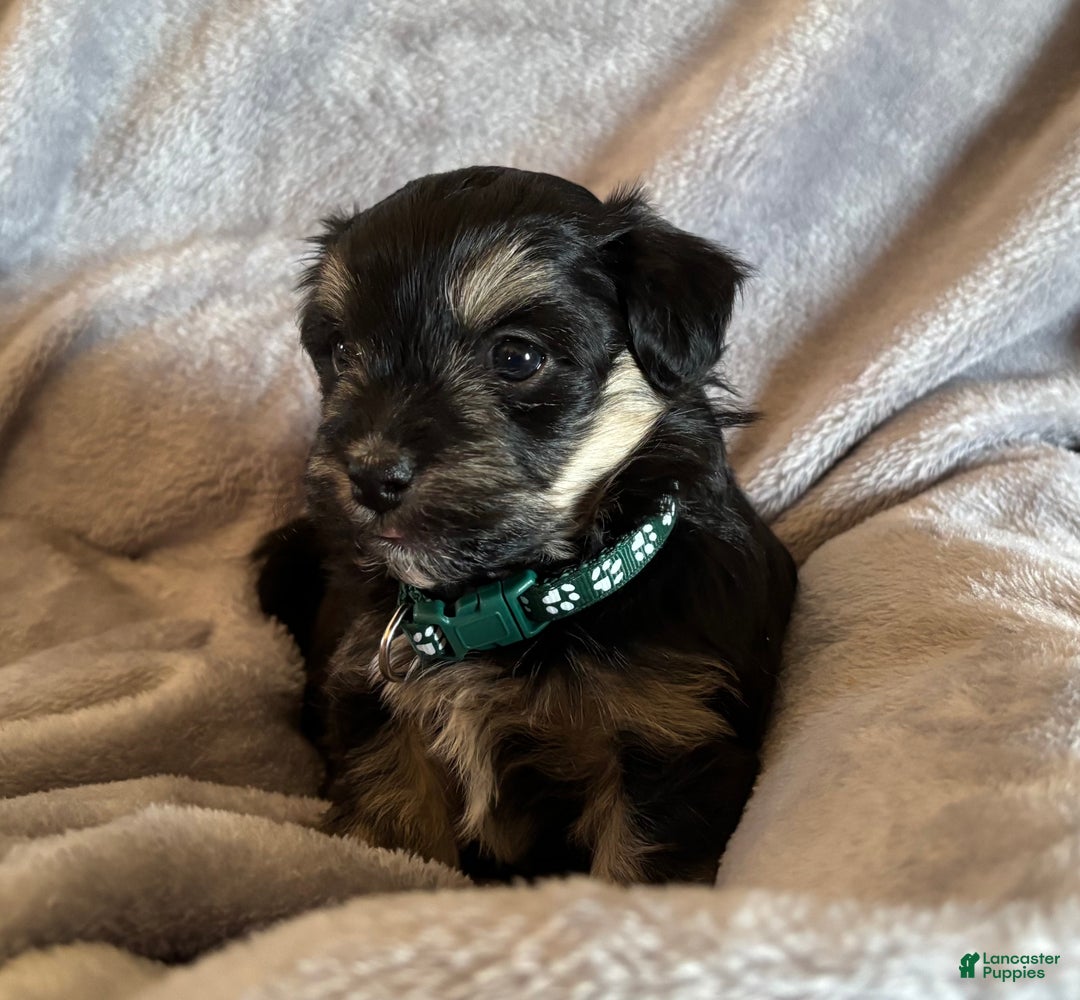 Havanese dogs for sale: Buddy - Ad 1