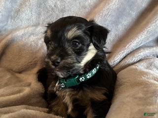 Havanese dogs Buddy - Ad 17