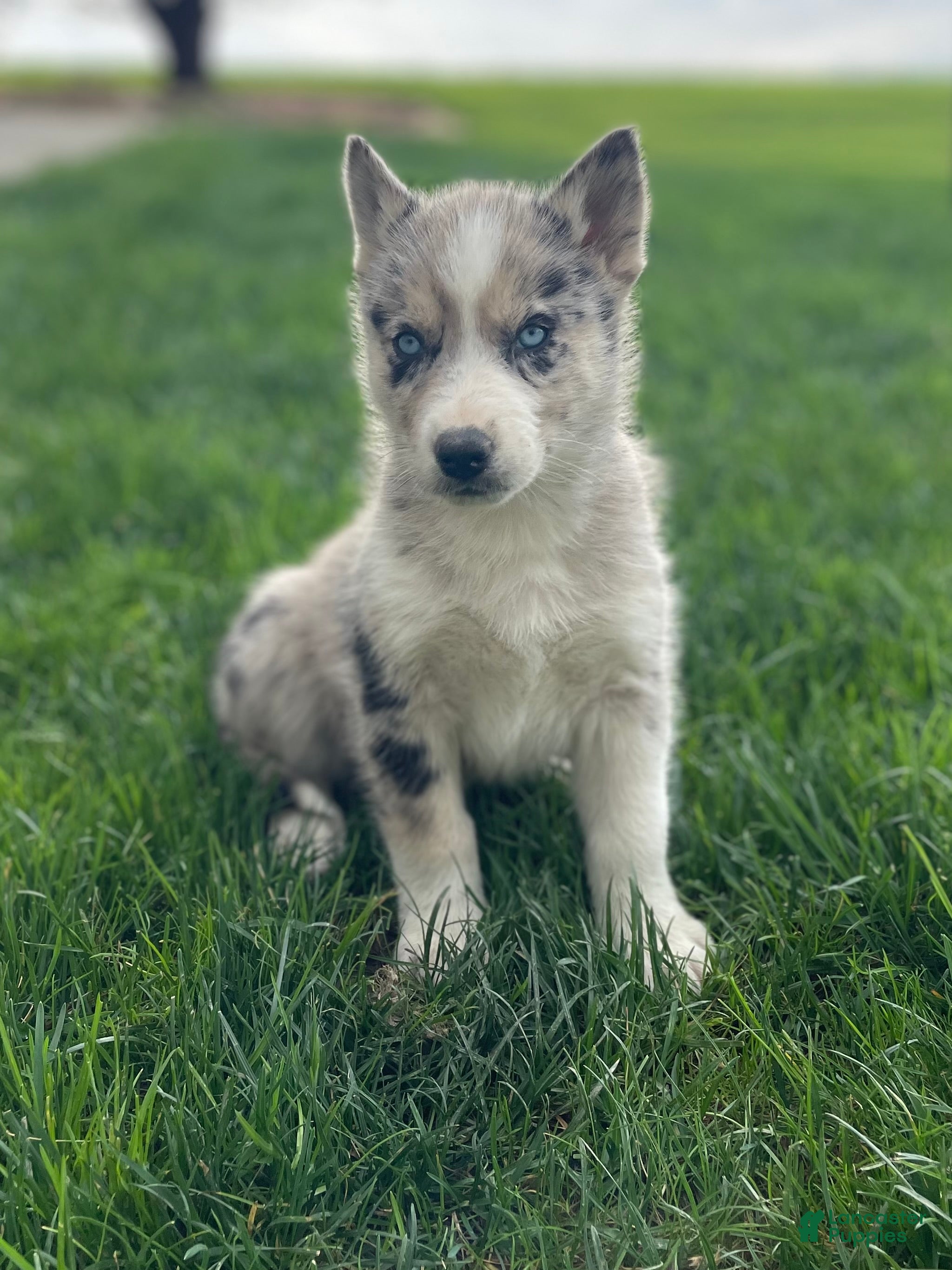 Gerberian Shepsky dogs Chief - Ad 2