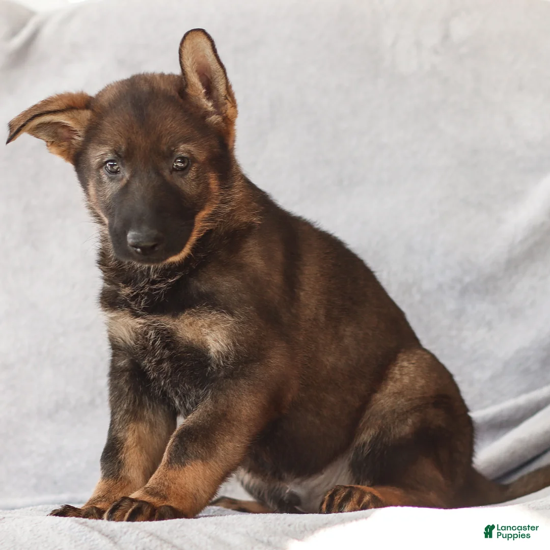 German Shepherd dogs for sale: Tyler the German Shepherd Puppy - Ad 2