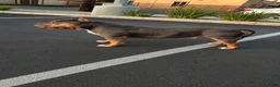 American Bully dogs for stud: Backyard Bulliez  - Ad 3