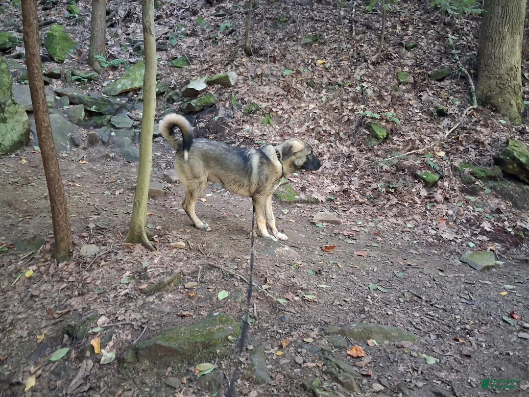 Mixed Breed dogs for sale: Bandit - Ad 2